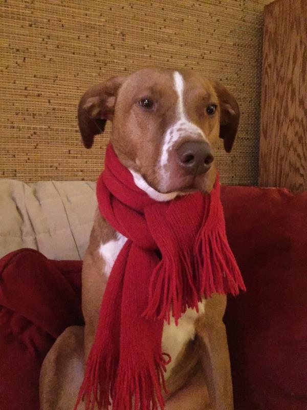 /Images/uploads/Humane Society of Utah/HSUCalendar/entries/1027thumb.jpg